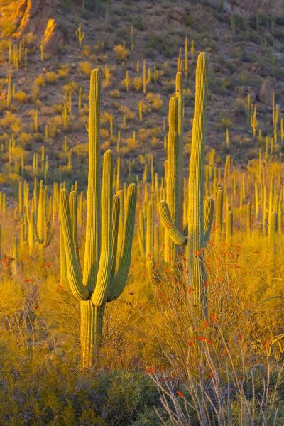 USA, Arizona, Tucson Desert sunset in Saguaro NP